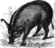 Warthog or Wart-hog or African Lens-Pig or Phacochoerus africanus vintage engraving vector