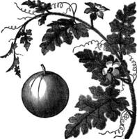 Colocynth or Bitter Apple or Bitter Cucumber or Egusi or Vine of Sodom or Citrullus colocynthis vintage engraving vector