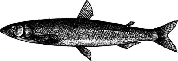 Smelt or European Smelt or Osmerus eperlanus, vintage engraving vector