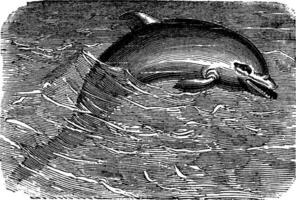 Bottlenose Dolphin or Tursiops truncatus or Tursiops aduncus, vintage engraving vector