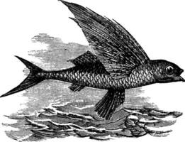 volador pescado o exocoetidae, Clásico grabado vector