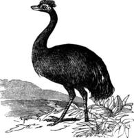 Emu or Dromaius novaehollandiae, vintage engraving vector