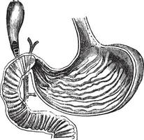 Human Stomach, vintage engraved illustration vector