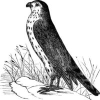 Merlin or Pigeon Hawk or Falco columbarius, vintage engraving vector