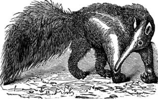 gigante oso hormiguero o myrmecophaga tridactila, Clásico grabado vector