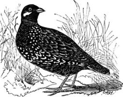 Black Francolin or  Francolinus francolinus, gamebird, vintage engraving. vector