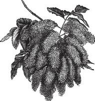 Fraxinus ornus or Flowering Ash vintage engraving vector