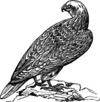 Gyrfalcon or Falco rusticolus in Norway vintage engraving vector