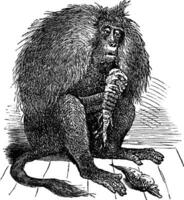 gelada o teropithecus gelada Clásico grabado vector