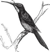 Green-tailed Jacamar or Galbula galbula vintage engraving vector