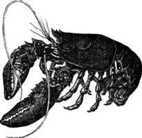 Common lobster or Homarus gammarus vintage engraving vector