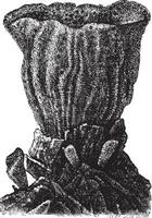 Sponge, vintage engraved illustration vector