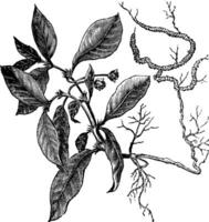 Ipecacuanha or Psychotria ipecacuanha vintage engraving vector