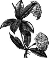 Hoya carnosa or wax plant vintage engraving vector