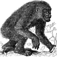 Gorilla vintage engraving vector