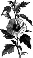 Garden hibiscus Hibiscus syriacus or Shrub Althea vintage engraving vector