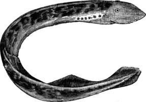 lamprea de America petromizon americanus o mar lamprea Clásico grabado vector