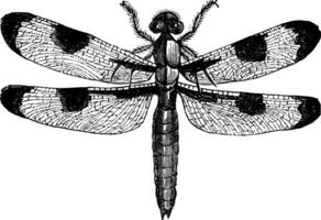 Dragonfly three spots libellula trimaculata, vintage engraving vector