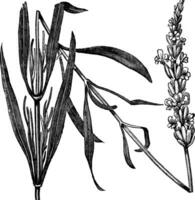 común lavanda o Lavandula angustifolia, Clásico grabado vector