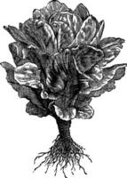 Romaine or Cos lettuce Lactuca sativa vintage engraving vector