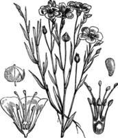 Common flax or Linseed vintage engraving vector