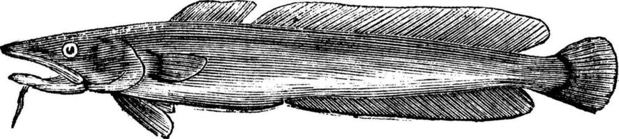 común abadejo o molva molva Clásico grabado vector