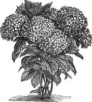 Bigleaf Hydrangea or Hydrangea macrophylla vintage engraving vector