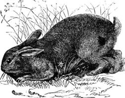 común Conejo lepus cunículo o europeo Conejo Clásico grabado vector