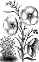 Linum grandiflorum or Red flax vintage engraving vector