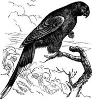 Papuan Lorikeet or Charmosyna papou vintage engraving vector