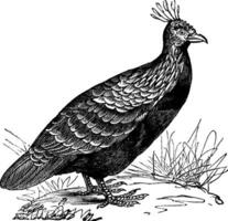 Himalayan Monal or Lophophorus impejanus vintage engraving vector