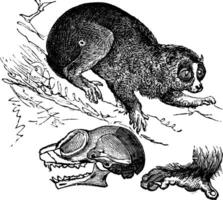 Bengal slow loris or Nycticebus bengalensis vintage engraving vector