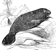 Florida manatee manatus latirostris vintage engraving vector