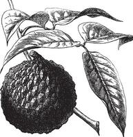 lychee o lychee chinensis Clásico grabado vector