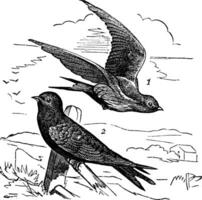 Common Swift or Apus apus vintage engraving vector