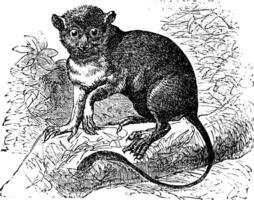 Spectral tarsier or Tarsius tarsier vintage engraving vector