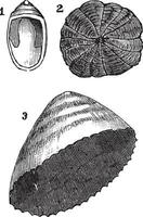 Molluscs univalves 1. Navicelle 2. Umbrella 3. limpet, vintage engraving vector