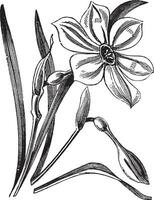 Poet's Daffodil or Narcissus poeticus, vintage engraved illustration vector