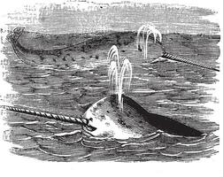 Narwhal or Monodon monoceros, vintage engraved illustration vector