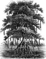 Mangrove or Mangal vintage engraving vector