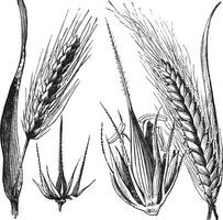 Common barley or Hordeum vulgare, Barley hinge or Hordeum distichum, vintage engraving vector