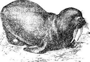 Walrus or Sea horse, vintage engraving vector
