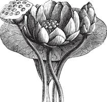 American Lotus or Nelumbo lutea, vintage engraved illustration vector