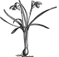 Snowdrop or Galanthus nivalis, vintage engraving vector