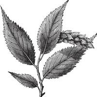 Ostrya Virginica or Hophornbeam, vintage engraving vector