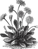 Daisy or Bellis perennis, vintage engraving vector
