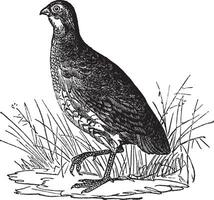 Bobwhite Quail or Northern Bobwhite or Virginia Quail or Colinus virginianus, vintage engraving vector