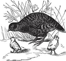 Grey Partridge or Perdix perdix, vintage engraving vector