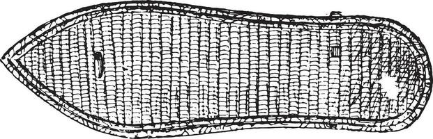 Egyptian sole, vintage engraving. vector