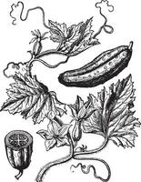 Cucumber, vintage engraving. vector